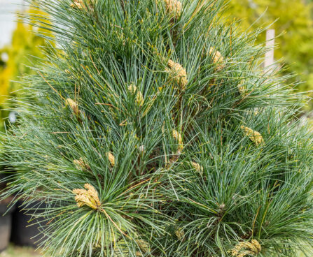 Pinus strobus `Radiata` valge mänd (1)