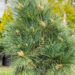 Pinus strobus `Radiata` valge mänd (1)