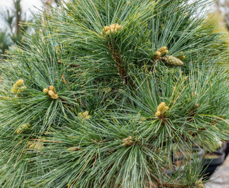 Pinus strobus `Radiata` valge mänd (2)