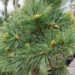 Pinus strobus `Radiata` valge mänd (2)