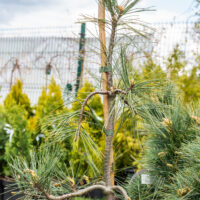 Pinus monticola `Pendula` läänemänd
