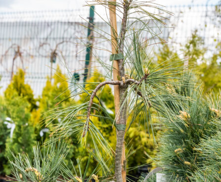 Pinus monticola `Pendula` läänemänd