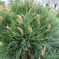 Pinus nigra `Rondello` must mänd (1)