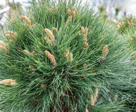 Pinus nigra `Rondello` must mänd (1)