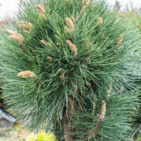 Pinus nigra `Rondello` must mänd (2)