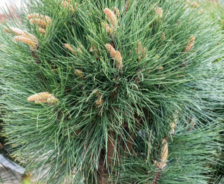Pinus nigra `Rondello` must mänd (2)