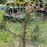Pinus nigra must mänd