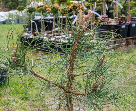 Pinus nigra must mänd