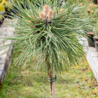 Pinus nigra `Keightley Broom` must mänd (1)