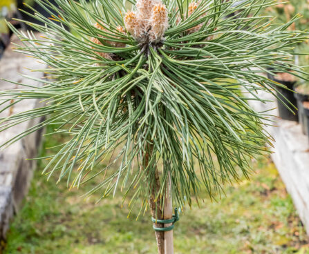 Pinus nigra `Keightley Broom` must mänd (1)