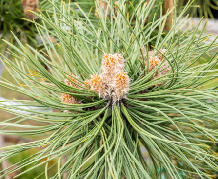 Pinus nigra `Keightley Broom` must mänd (2)