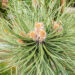Pinus nigra `Keightley Broom` must mänd (2)