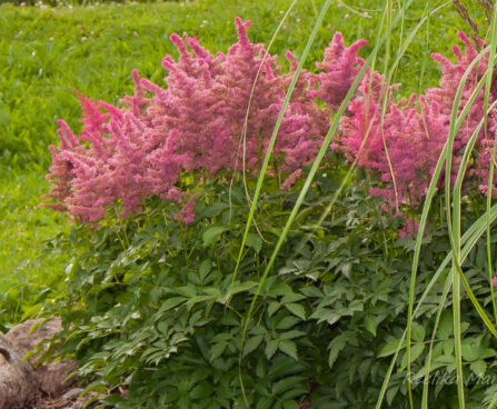 1166_7854_Astilbe_hybride_Drum_and_Bass_.JPG