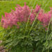 1166_7854_Astilbe_hybride_Drum_and_Bass_.JPG