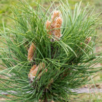 Pinus nigra `Black Prince` must mänd (1)