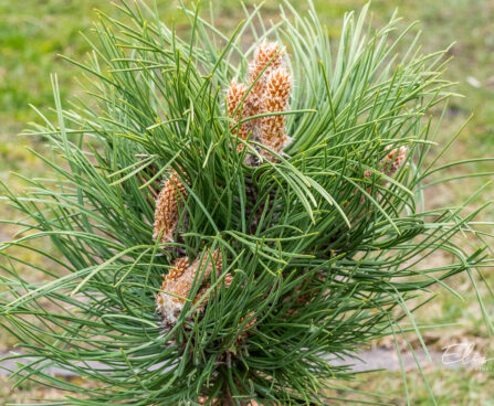 Pinus nigra `Black Prince` must mänd (1)