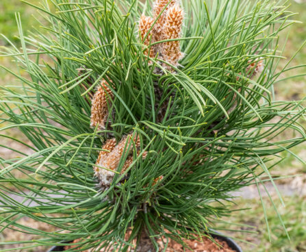 Pinus nigra `Black Prince` must mänd (2)