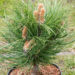 Pinus nigra `Black Prince` must mänd (2)