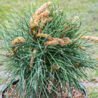 Pinus sylvestris `Blue Sky` harilik mänd