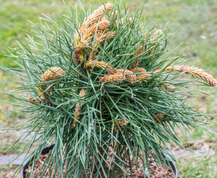 Pinus sylvestris `Blue Sky` harilik mänd