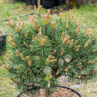 Pinus sylvestris `Blue Sky` harilik mänd (2)