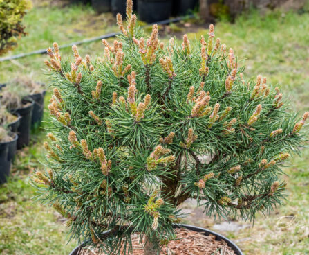 Pinus sylvestris `Blue Sky` harilik mänd (2)