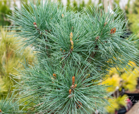 Pinus sylvestris `Chantry Blue` must mänd (2)