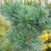 Pinus sylvestris `Chantry Blue` must mänd (2)