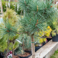 Pinus sylvestris `Chantry Blue` must mänd (1)