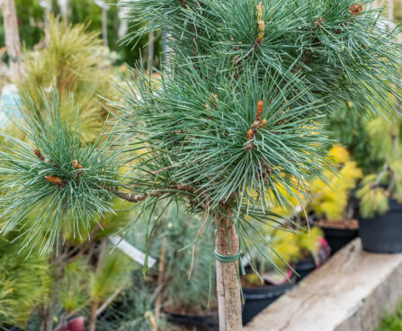 Pinus sylvestris `Chantry Blue` must mänd (1)