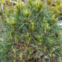 Pinus sylvestris `Xawery` harilik mänd