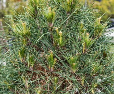 Pinus sylvestris `Xawery` harilik mänd