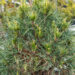 Pinus sylvestris `Xawery` harilik mänd