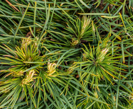 Pinus sylvestris `Globosa Viridis` harilik mänd (1)