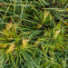 Pinus sylvestris `Globosa Viridis` harilik mänd (1)