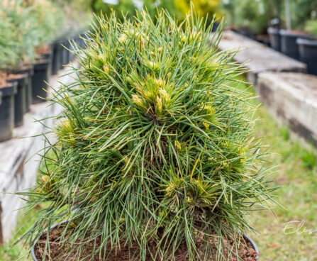 Pinus sylvestris `Globosa Viridis` harilik mänd (2)