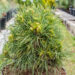 Pinus sylvestris `Globosa Viridis` harilik mänd (2)