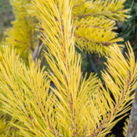Pinus sylvestris `Aurea` harilik mänd