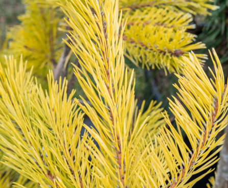 Pinus sylvestris `Aurea` harilik mänd