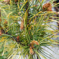 Pinus sylvestris `Anny`s Winter Sun` harilik mänd