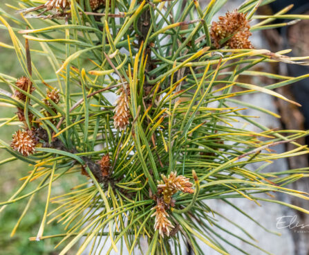 Pinus sylvestris `Anny`s Winter Sun` harilik mänd