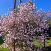 Magnolia `Leonard Messel` magnoolia Foto Ille Kasvand