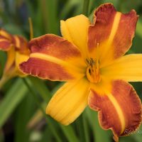 1185_6793_Hemerocallis_Frans_Hals.JPG