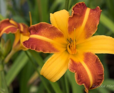 1185_6793_Hemerocallis_Frans_Hals.JPG