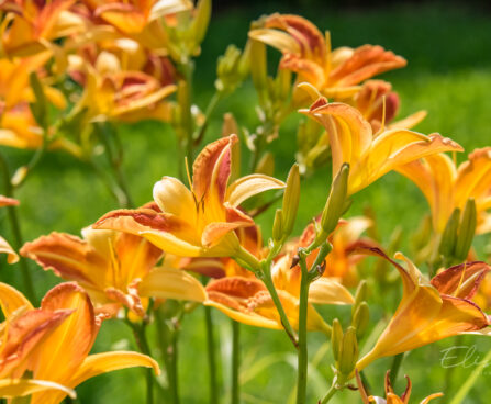 1185_8924_Hemerocallis_Frans_Hals_2.JPG