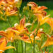 1185_8924_Hemerocallis_Frans_Hals_2.JPG