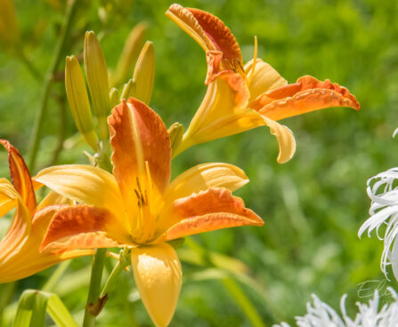 1185_8925_Hemerocallis_Frans_Hals_3.JPG