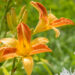 1185_8925_Hemerocallis_Frans_Hals_3.JPG