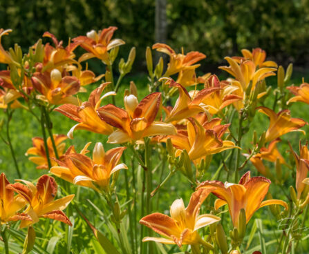 1185_8926_Hemerocallis_Frans_Hals.JPG