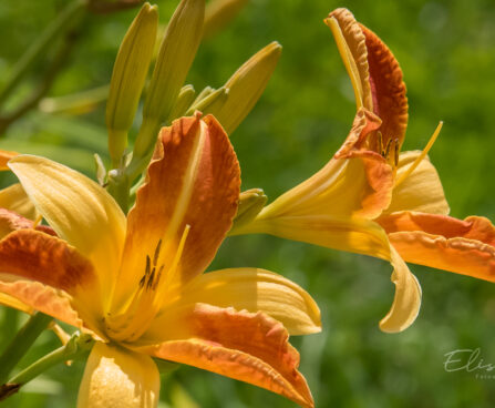 1185_8927_Hemerocallis_Frans_Hals_4.JPG